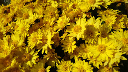 close up of yellow flowers