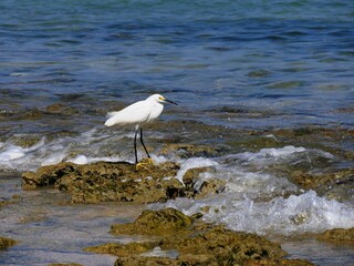 Aigrette neigeuse, grand héron blanc sur une plage de Guadeloupe aux Antilles françaises