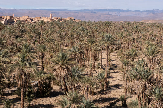A small barbarian village in the atlas mountains surrounded by date palms along the road from marrakesh to the sahara desert in morocco