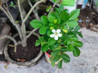 Kemuning Murraya paniculata is a plant that comes from the Rutaceae family. This shrub, which is related to curry leaves, has regional names such as  kamuning, kajeni,  kemoning.