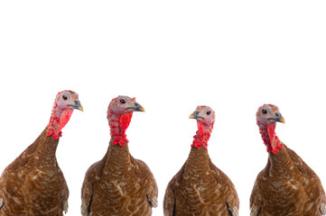 portraits of turkeys brown isolated on white