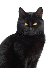 portrait black cat isolated on white background