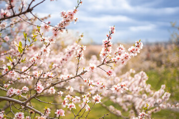 Blooming branches covered flowers, picturesque cityscape Prague in spring time. Flowering apple park Petrin in sun light. 