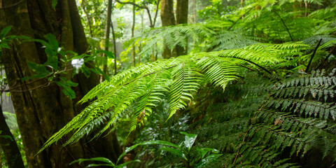 Beautiful magical ancient Gondwana rainforest - Lamington National Park, O'Reilly's, Gold Coast, Queensland, Australia