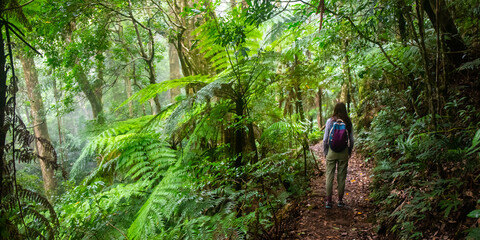 Backpacker girl walks alone in magical ancient dense Gondwana rainforest. Lamington National Park near Gold Coast, Queensland, Australia