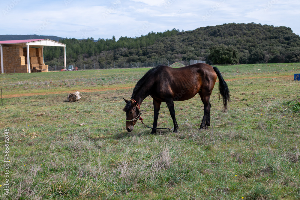 Wall mural brown horse in the fields