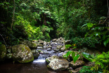 Beautiful magical ancient Gondwana rainforest - little waterfall. Lamington National Park,...