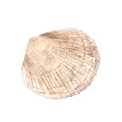 A sea shell. Hand drawn watercolor illustration isolated on white background for clip art, packages, card