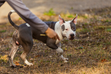 pit bull puppy is playing on the playground close-up