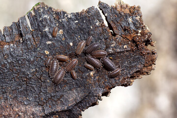 Common rough woodlice, rough woodlouse (Porcellio scaber), family Porcellionidae and Common woodlice (Oniscus asellus), family Oniscidae. On treebark. Dutch garden. Netherlands, Spring, March         