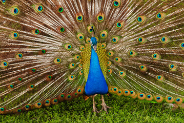 Indian male peacock with a lush tail.