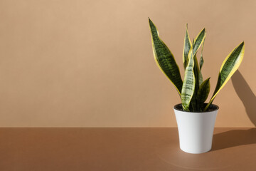 Sansevieria Trifa plant in a modern white flower pot on a brown table against a beige wall. Home gardening concept. Houseplants in a modern interior.