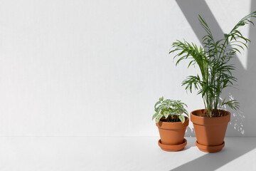 Home plants fittonia and hamedorea or Areca palm in a clay brown pots in the sun on a white background. The concept of minimalism. Houseplants in a modern interior.