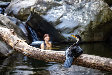 Beautiful girl takes a dip in cedar creek swimming holes and admires Australian pied cormorant sitting on a branch. Hidden gem near Brisbane, Queensland, Australia