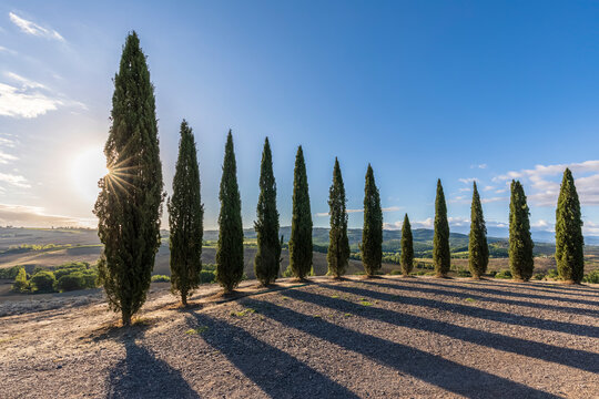 Italy, Tuscany, San Quirico d'Orcia, Cypress ring Punto Panoramico Sulla Val d'Orcia at sunset