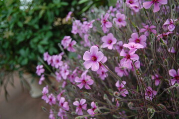 Violet flowers with greenery background