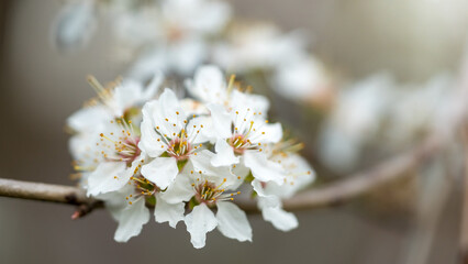 Flowering branch in spring