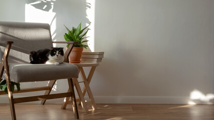 Scottish cat on gray chair in interior of living room. Homemade plans sansevieria, monstera, wooden decor. Light minimalistic scandinavian interior. Copy space