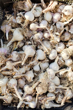 Heap of dry garlic bulbs in basket