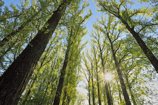Sun shining through branches of forest trees