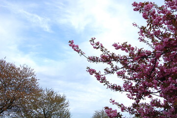 Cherry blossoms in nature