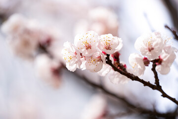 살구꽃, 살구, 살구나무, 살구색, 봄꽃, 꽃, flower, an apricot flower