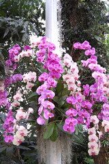 Pink orchids in garden