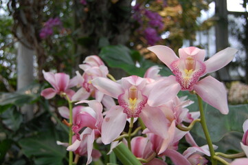 Obraz premium Pink flowers in garden