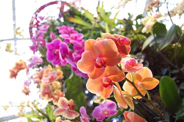 Vibrant flowers in garden