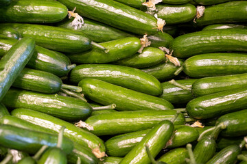 Green cucumber background. Cucumber group. close up