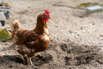 A happy chicken with lots of space, organic poultry farming