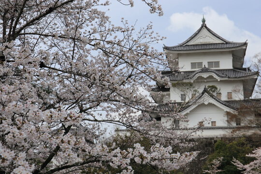 Iga Castle and cherry blossoms in Mie Prefecture, Japan