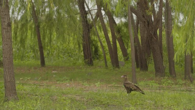 Carancho - Bird of prey. Walking on the grass near trees