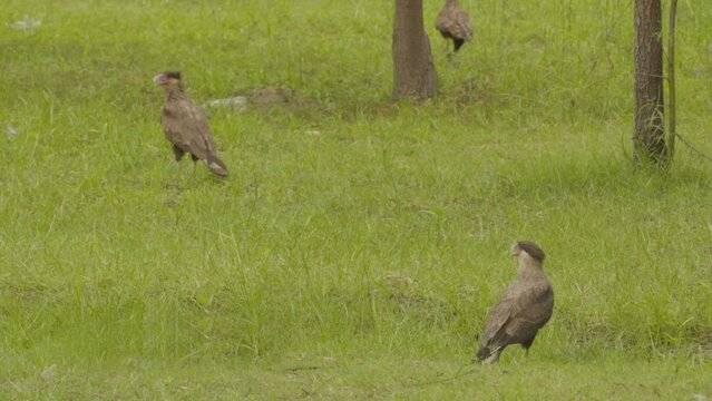 three Carancho - Bird of prey. Walking on the grass