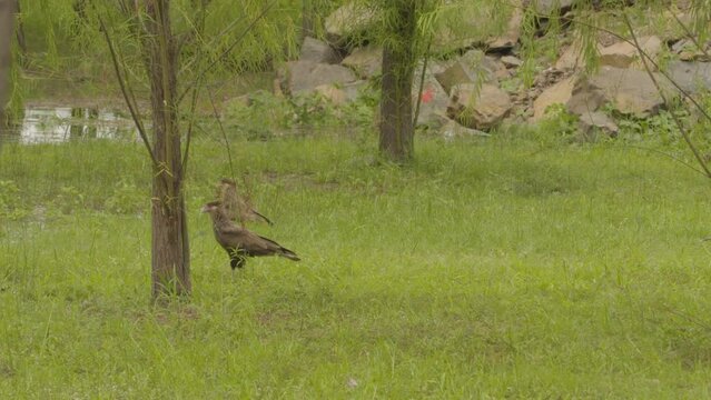 Carancho - Bird of prey. Walking on the grass