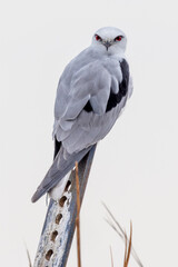 Black-shouldered Kite in New South Wales Australia