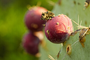 Figues de barbarie