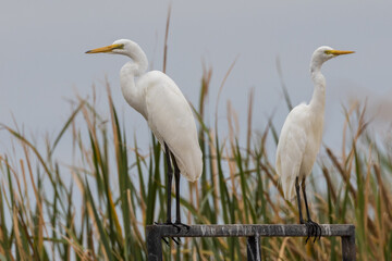 Eastern Great Egret in New South Wales Australia