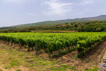 Fototapeta na wymiar Rows of Vineyards in the Etna area of Sciaranuova, Sicily.
