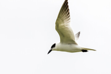 Gull-billed Tern in New South Wales Australia