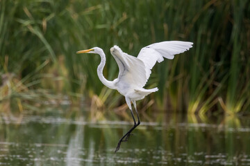 Eastern Great Egret in New South Wales Australia