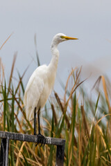 Intermediate Egret in New South Wales Australia