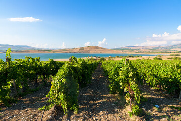 Rows of Vineyards at Fortino di Mazzallakkar, Arab fort in Sambuca di Sicilia, Sicily, on Lago...