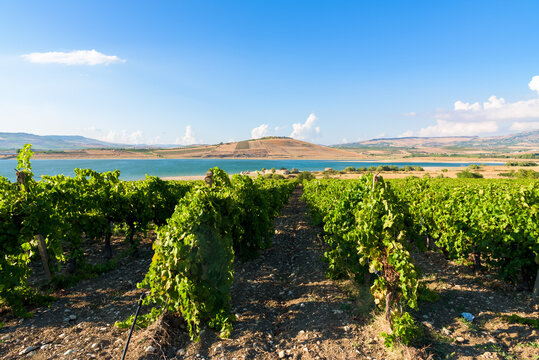 Rows of Vineyards at Fortino di Mazzallakkar, Arab fort in Sambuca di Sicilia, Sicily, on Lago Arancio. This area is well known for the production of grapes and white and red wine.
