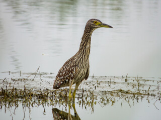 Nankeen Night Heron in New South Wales Australia