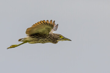 Fototapeta premium Nankeen Night Heron in New South Wales Australia