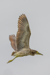 Nankeen Night Heron in New South Wales Australia