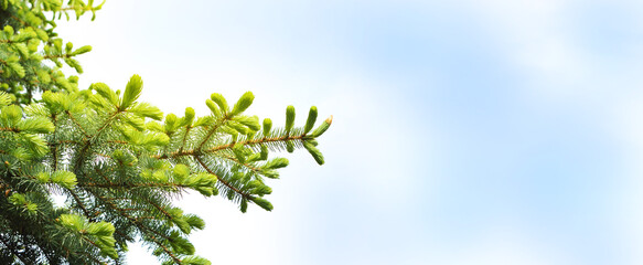 Pine seasonal banner in sunny day spring and summer in the morning. forest. Walking, tourism, outdoor recreation.
