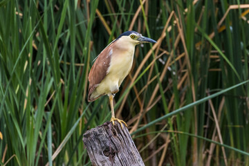 Nankeen Night Heron in New South Wales Australia