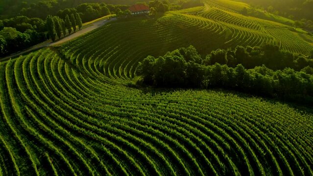 Aerial drone 4K footage of wine cottage Malek which lies in the in the hills northeast of Ormož in northeastern Slovenia.